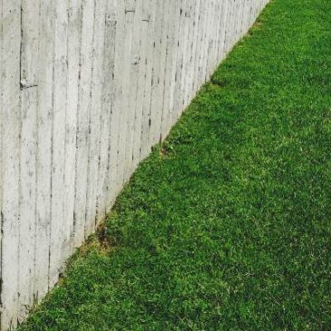 Can Termites Live in Grass