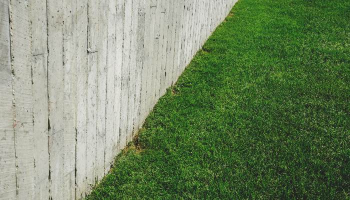 Can Termites Live in Grass