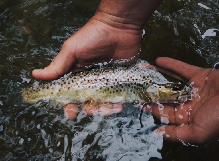 Fly Fishing vs Regular Fishing - April - 2022