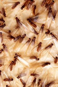 Home Remedies to Kill Termites