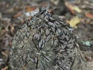 Signs of Termites in Yard
