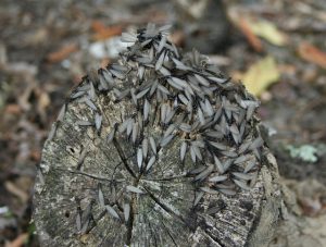 Signs of Termites in Yard Signs of Termites in Yard