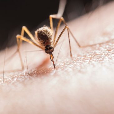 Why Are Mosquitoes Attracted to Me?