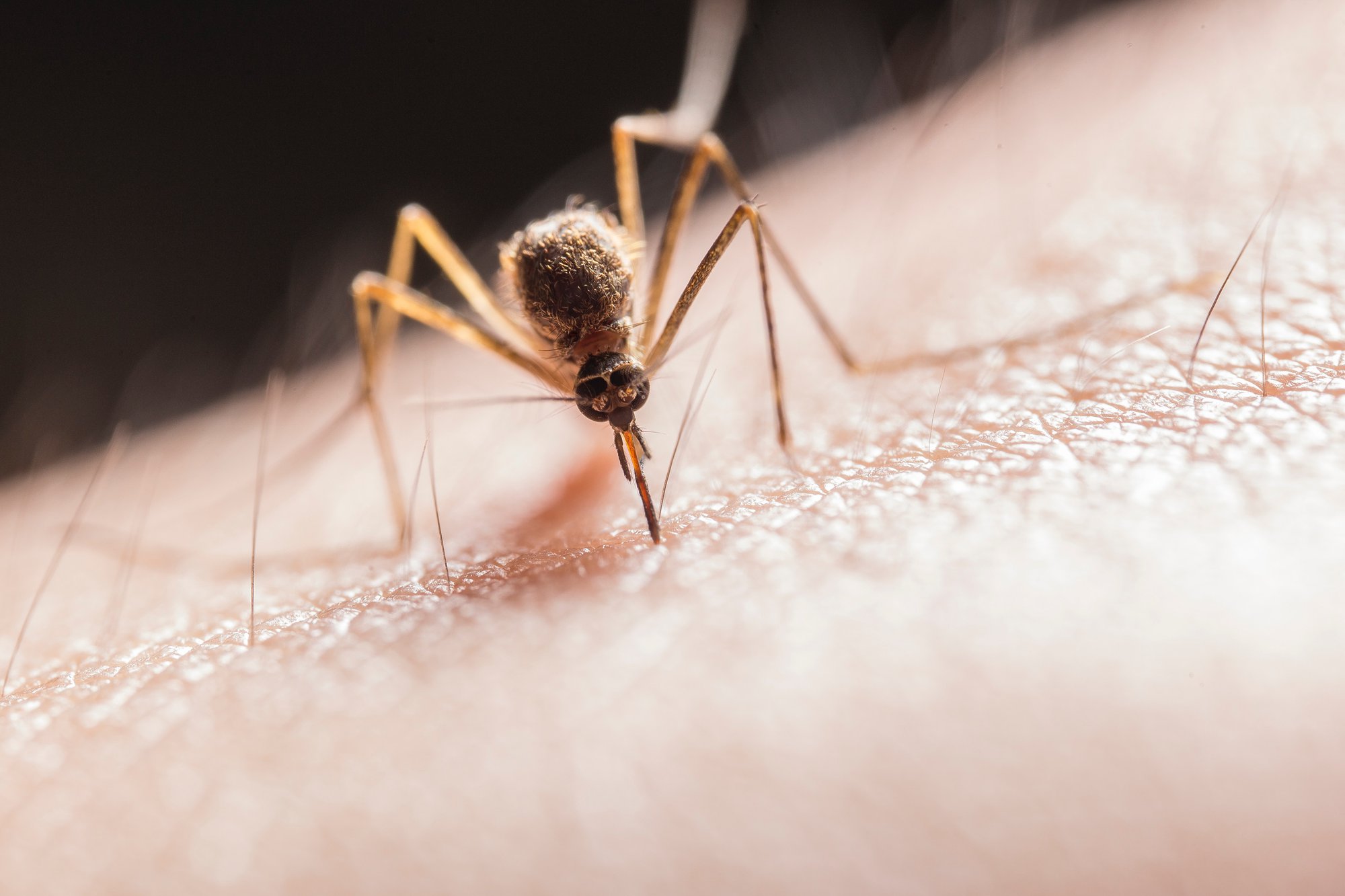 Why Are Mosquitoes Attracted to Me?